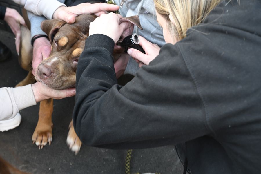Veterinary volunteer examines a dog’s ear using an otoscope while others gently hold the dog steady outdoors.