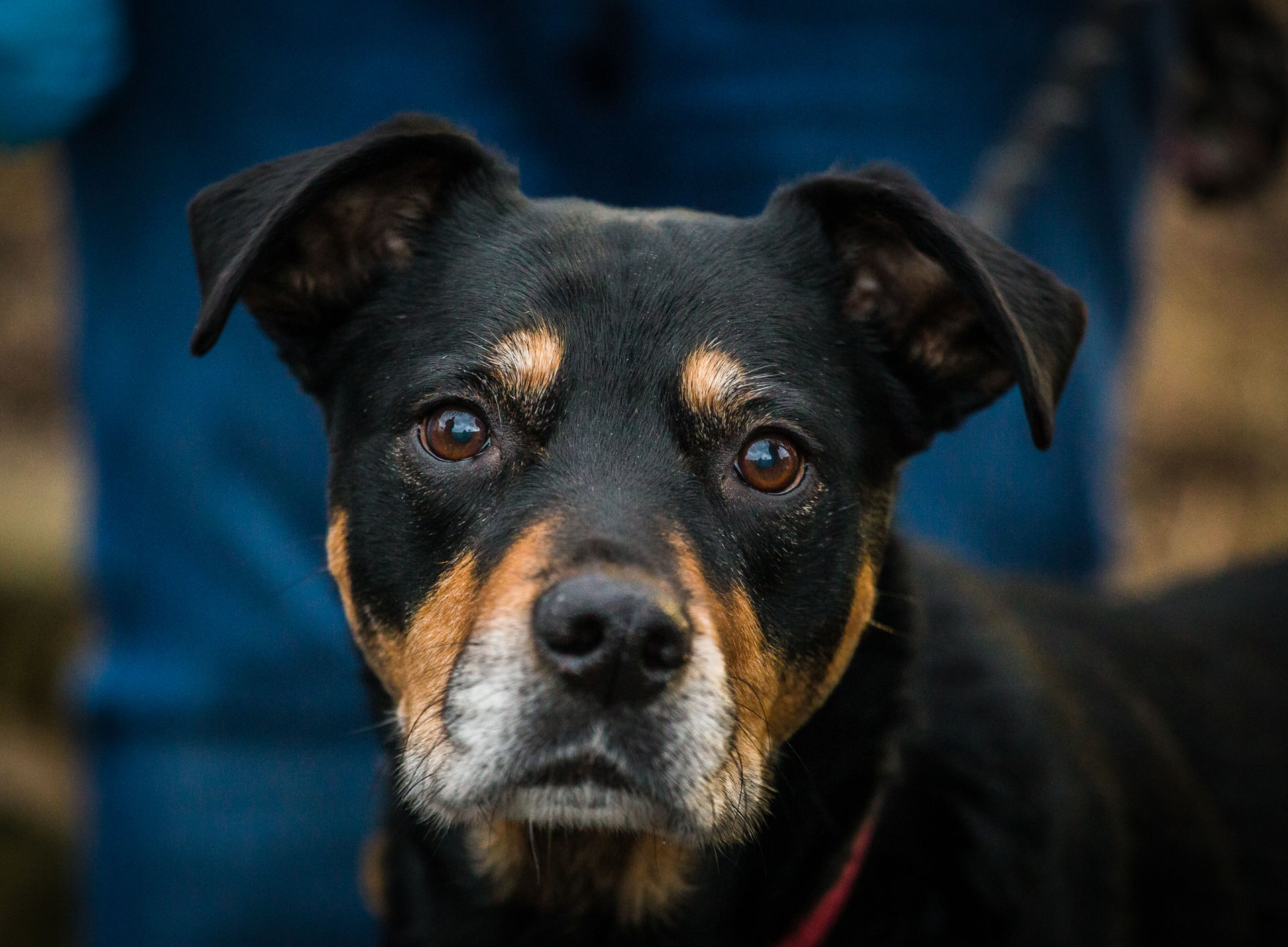 Gloucester_Roxy_Streetvet Team C Love Phodography  Streetvet-0150.jpg
