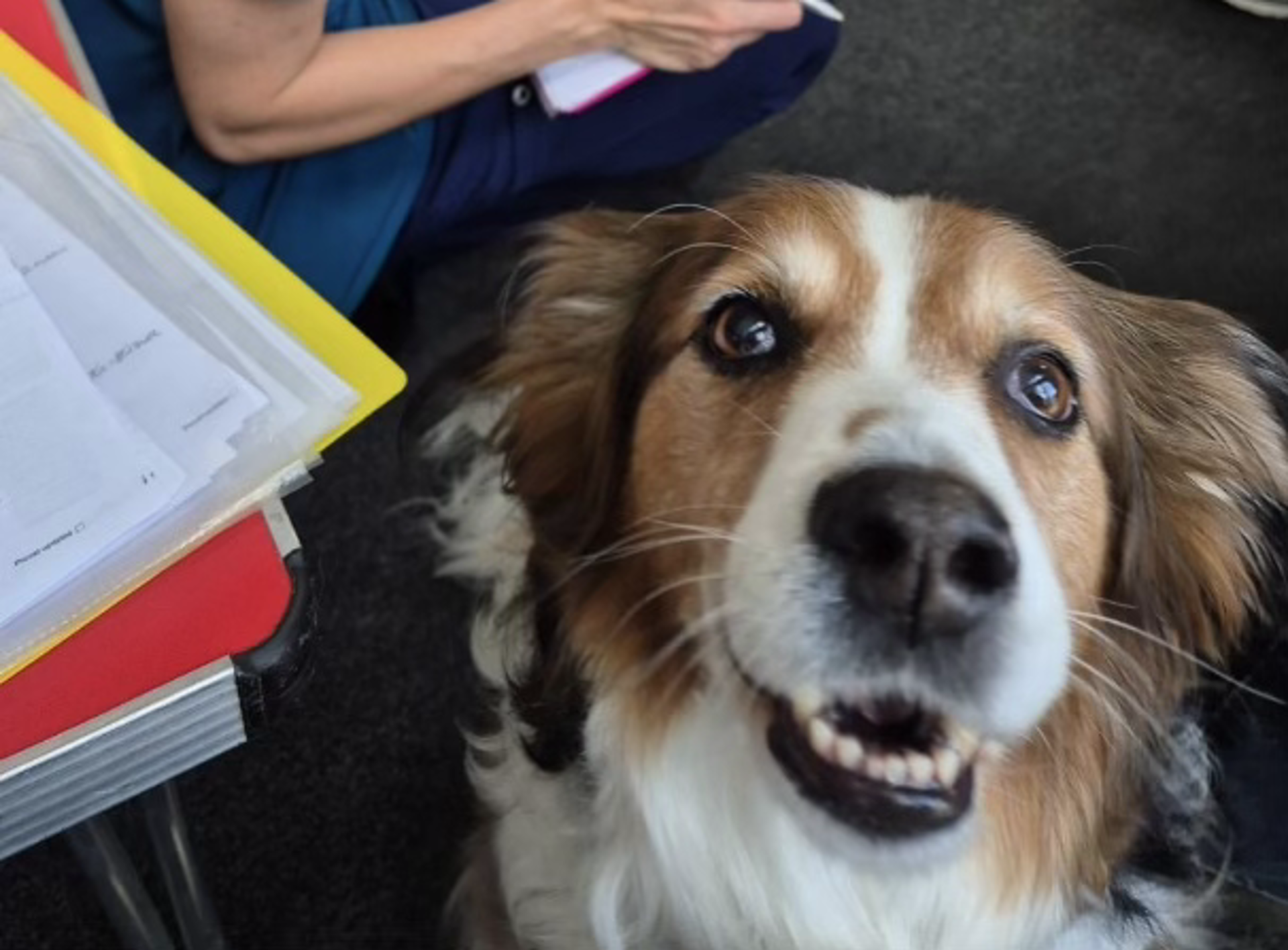Smiley Dog and StreetVet Volunteer at Rosemullion Veterinary Hospital in Falmouth, Cornwall