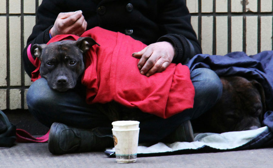 StreetVet-Animal-Welfare.jpg