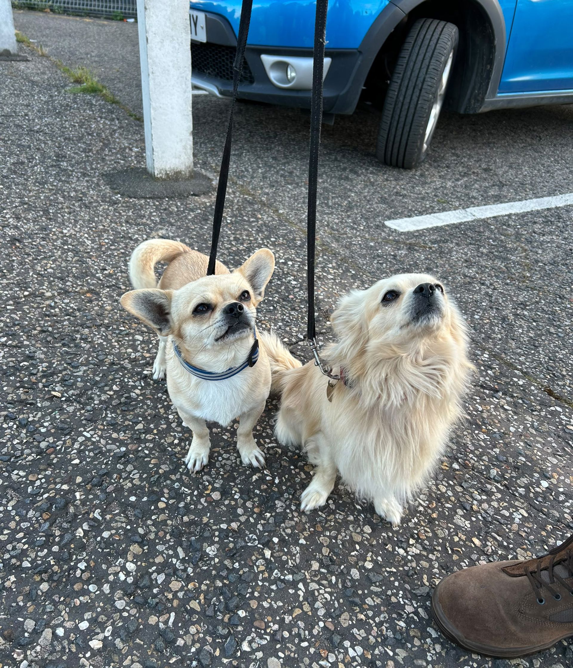 Pikka (2956) and Boo (3096) - Peterborough (2) (1).jpeg