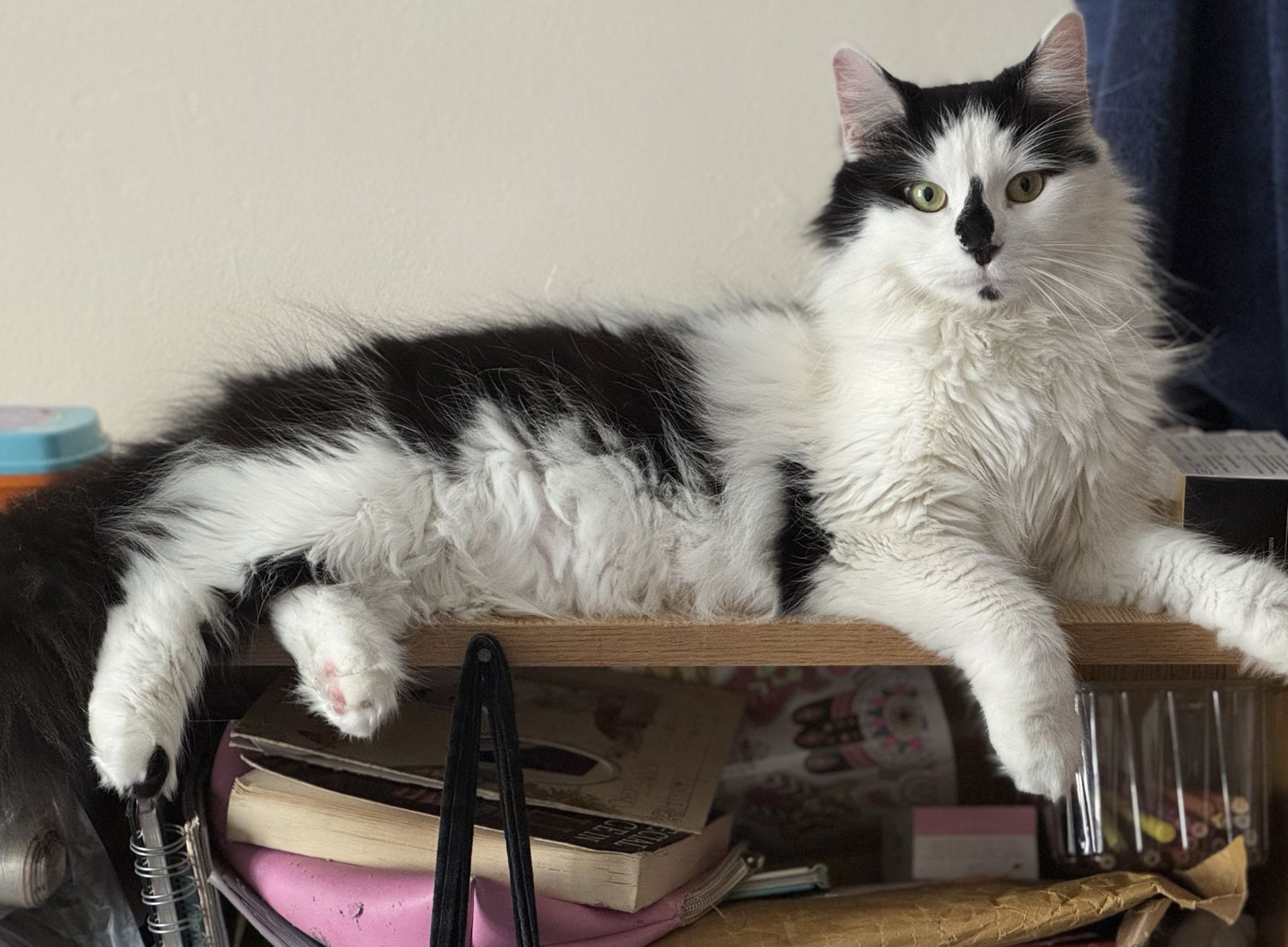 Black-and-white cat on a wooden shelf in a StreetVet accredited hostel.