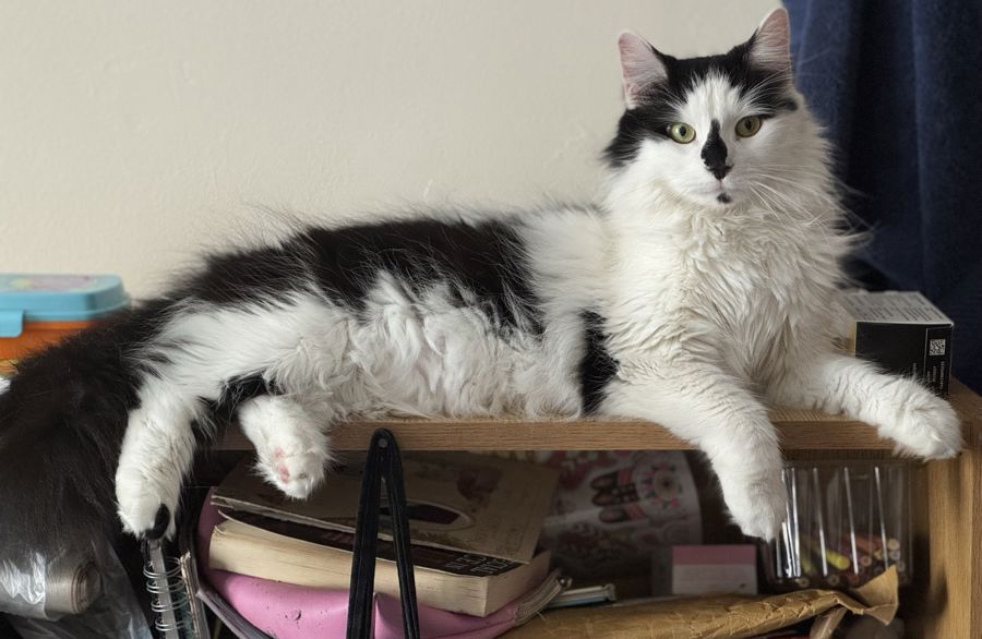 Black-and-white cat on a wooden shelf in a StreetVet accredited hostel.