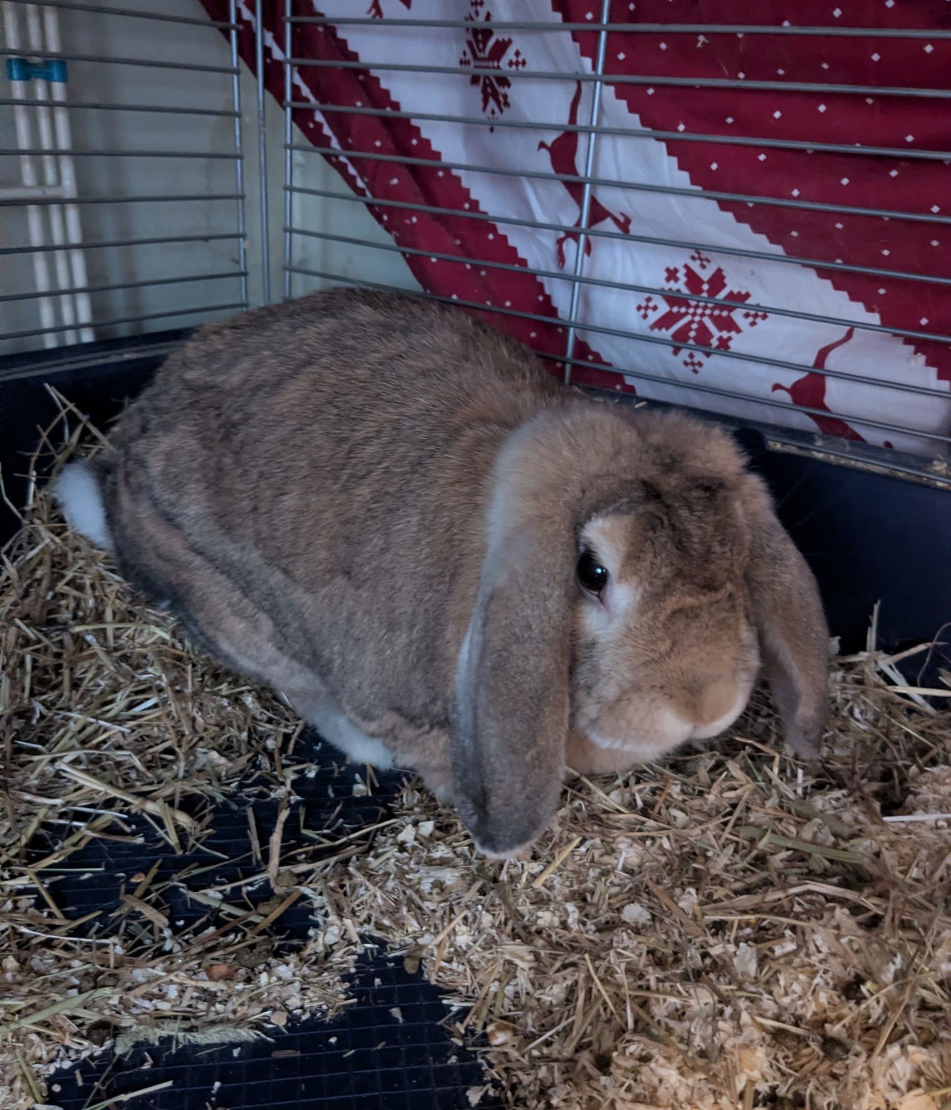 Reading - Bubba J Rabbit (2629) - Consent Ok  (2).jpeg