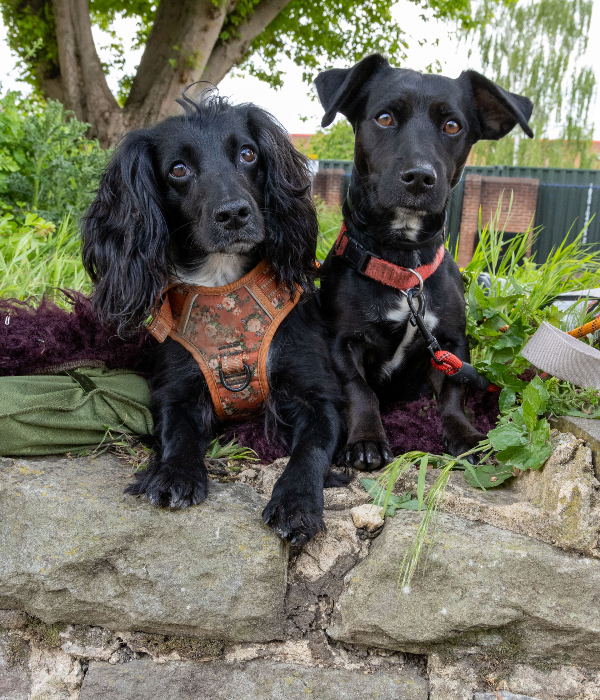 Two black dogs one a spaniel and one a terrier sit side by side outdoors on a wall