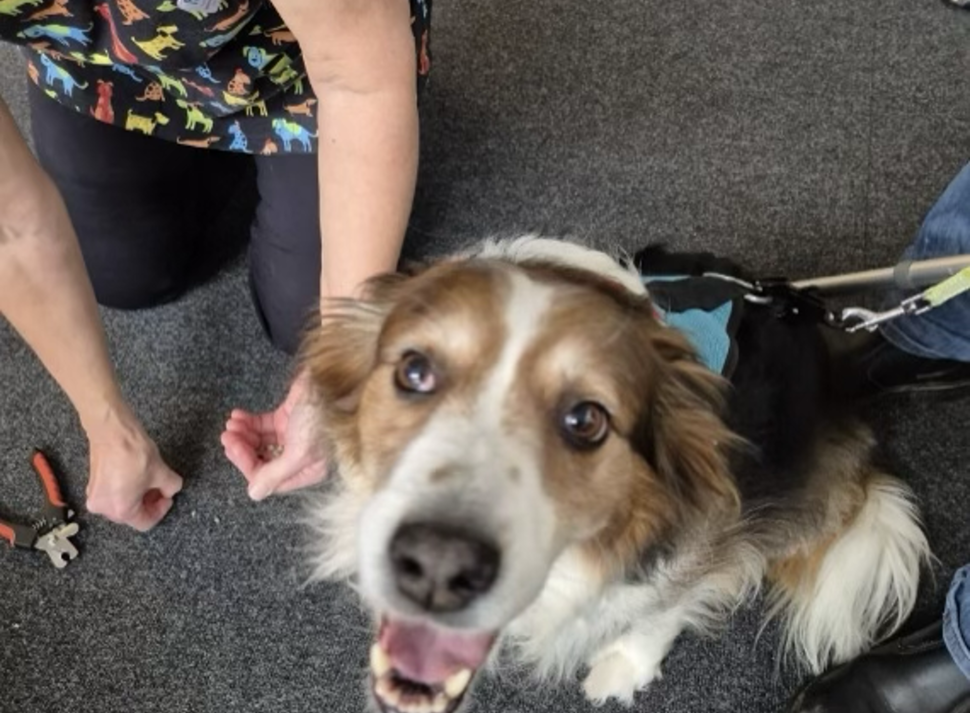 RosemullionVeterinaryHospital_SmileyDogGettingTreats.png