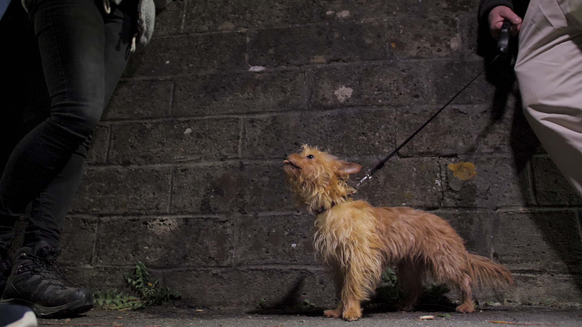 StreetVet_Plymouth_1minstill.png