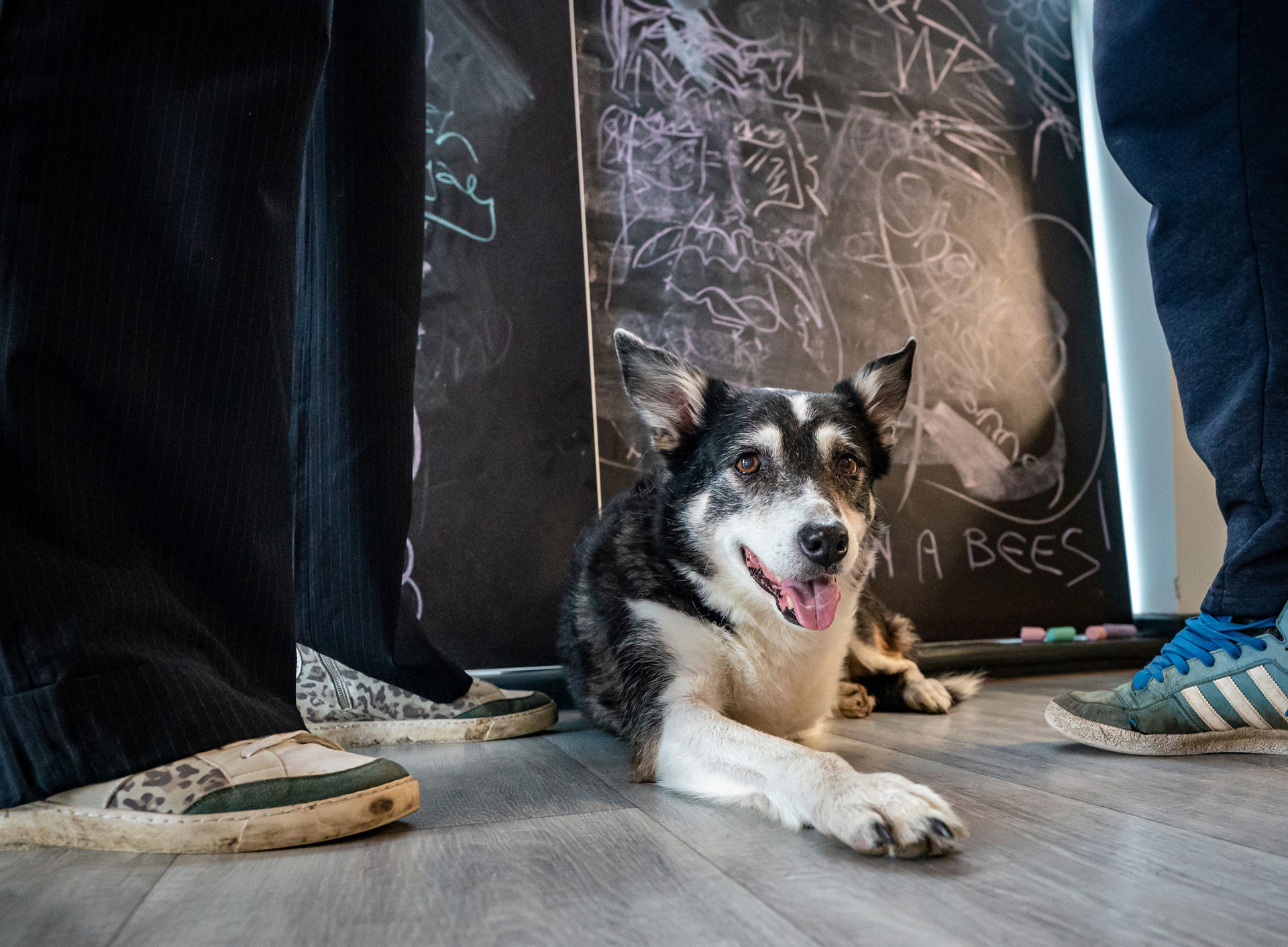 A happy dog lying on the floor with her tongue out looking at the camera