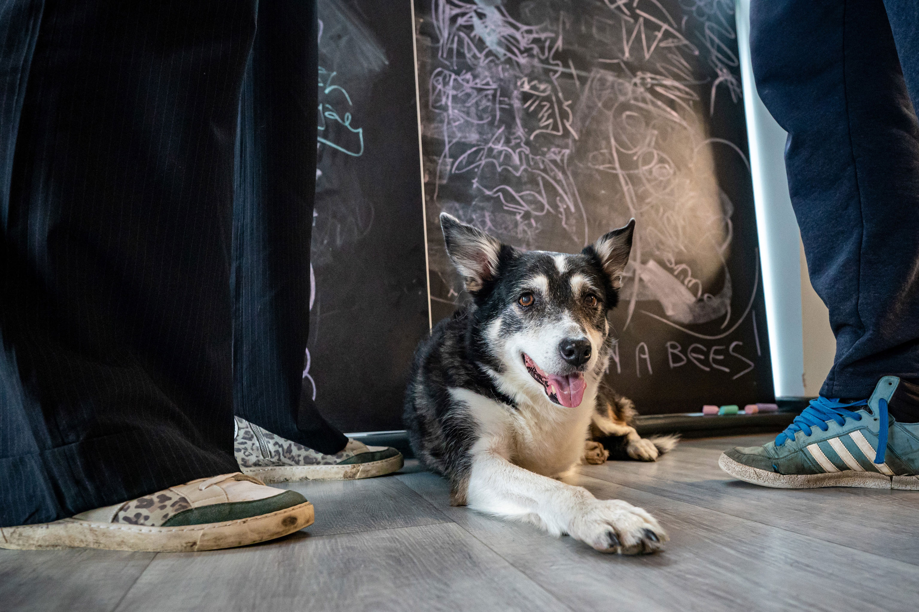 A happy dog lying on the floor with her tongue out looking at the camera